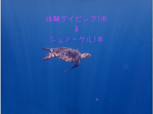 【石垣島・川平湾】体験ダイビング1本＋シュノーケル1本コース（送迎、ランチ有り）マンタとウミガメと泳げる本格ダイビング体験！の画像