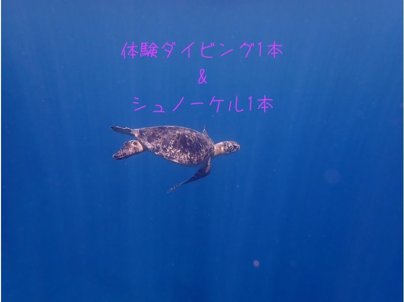 【石垣岛/川平湾】1次试潜+1次浮潜课程（含接送和午餐） 与蝠鲼和海龟一起畅游的正宗潜水体验！の紹介画像
