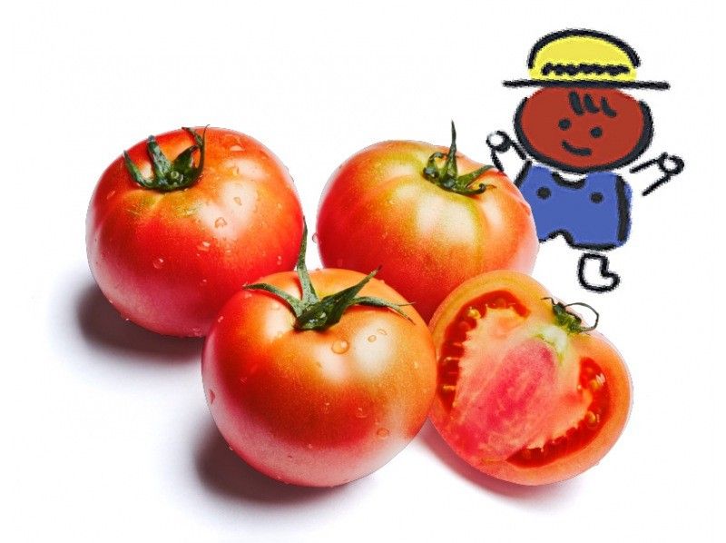 【兵庫・姫路】八百ちゃんトマトの収穫体験＠網干造船所ハウス｜酸味・甘味・旨味のバランスのとれた栄養価の高いトマトです♪｜の紹介画像