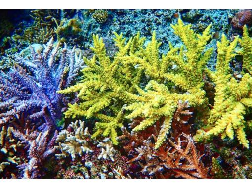 【沖縄・座間】珊瑚ツアー、広大に広がる色とりどりの珊瑚礁の楽園へご招待!の画像