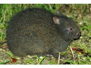 【鹿児島・徳之島】世界自然遺産　徳之島で出逢う　アマミノクロウサギ　ナイトハイクの画像