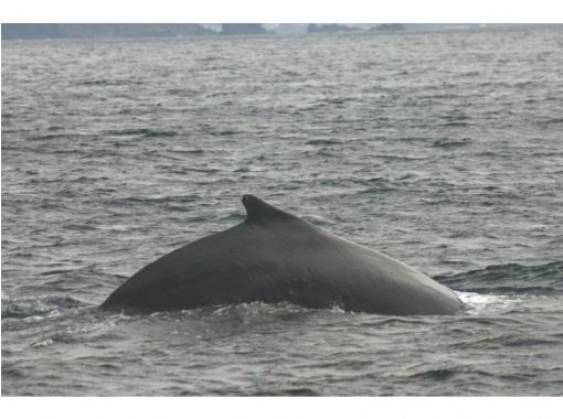 【鹿児島・奄美大島】奄美大島の海でザトウクジラと出会おう！「ホエールウォッチング」（午後コース）の画像