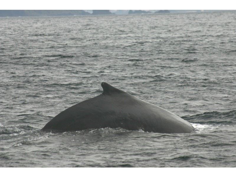 [Kagoshima/Amami Oshima] Meet humpback whales in the sea of Amami Oshima! "Whale Watching" (afternoon course)の紹介画像