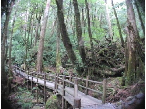 【鹿児島・屋久島】ヤクスギランド原生林トレッキングツアー（1日コース）の画像