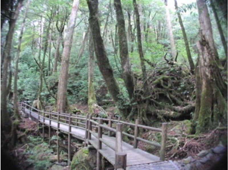 【鹿児島・屋久島】ヤクスギランド原生林トレッキングツアー(1日コース)