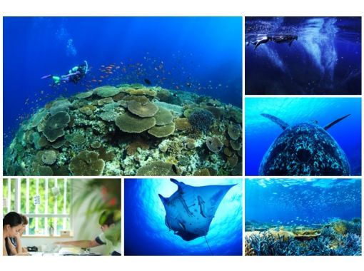 [Ishigaki Island / half day] Boat cruise, manta and sea turtle experience diving & snorkeling, with equipment, soft drinks, showers and towelsの画像