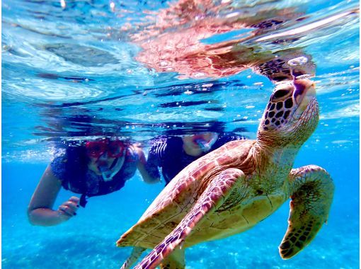 【奄美大島・送迎無料】【大人気！ウミガメ・熱帯魚の贅沢シュノーケリング】〈遭遇率100％継続中！〉１グループ限定貸切！の画像