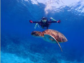 【屋久島・体験ダイビング】初心者専門店｜練習時間無制限で本格体験｜プレミアム1ダイブ｜専用施設＆温水シャワー完備（海から2分）《屋久島夢心地