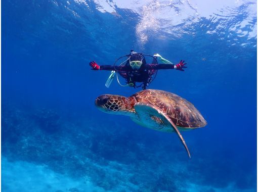 【屋久島・体験ダイビング】初心者専門店｜練習時間無制限で本格体験｜プレミアム1ダイブ｜専用施設＆温水シャワー完備（海から2分）《屋久島夢心地の画像