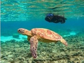 [Kagoshima/Amami Oshima] Very popular! Sea turtle snorkel tour (with photo and video gifts! Limited to 1 group)の画像
