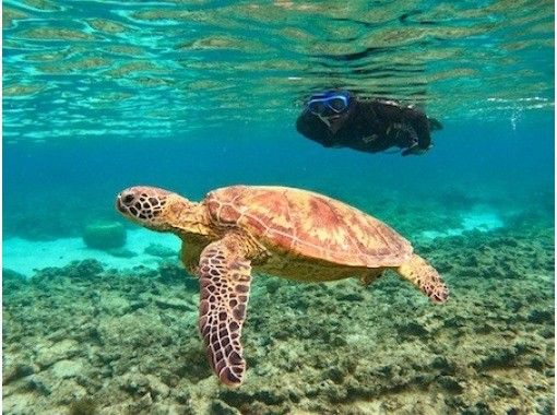 [Kagoshima/Amami Oshima] Very popular! Sea turtle snorkel tour (with photo and video gifts! Limited to 1 group)の画像