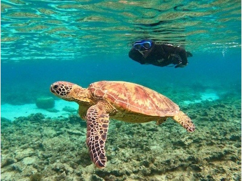 [Kagoshima/Amami Oshima] Very popular! Sea turtle snorkel tour (with photo and video gifts! Limited to 1 group)の紹介画像