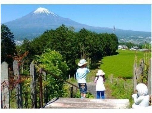 【静岡・富士】お茶摘み体験・茶畑散歩・茶工場見学そして小さなお茶会もあります！の画像