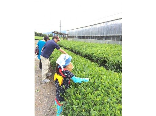 【静岡・富士】お茶摘み体験・お茶畑散歩・お茶工場見学そして小さなお茶会もあります！の画像