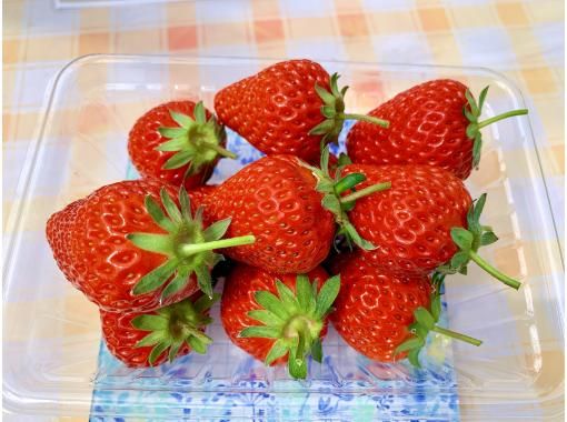 [Nagano/Karuizawa] Winter/spring strawberry picking quantitative harvesting 30-minute experience (admission fee included)! 15 minutes by car from Karuizawa Station★Beginners and children welcome (reservations accepted until 12:00 on the day)の画像