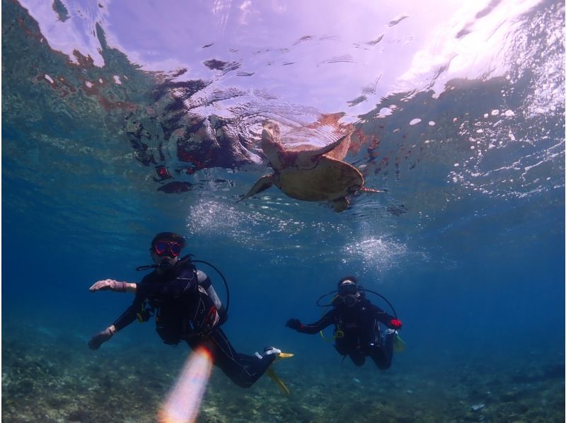 [Yakushima Experience Diving] 2 dive course [morning / afternoon]の紹介画像
