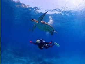 【屋久島・体験ダイビング】初心者専門店｜当店人気No.1｜練習時間無制限&times;2ダイブで最高峰の感動｜プレミアム2ダイブ｜専用施設＆温水シャワー