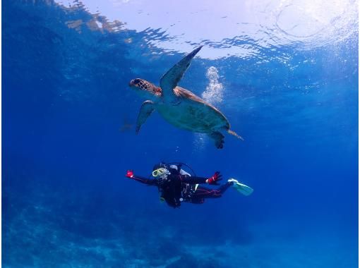 【屋久島・体験ダイビング】初心者専門店｜当店人気No.1｜練習時間無制限&times;2ダイブで最高峰の感動｜プレミアム2ダイブ｜専用施設＆温水シャワーの画像