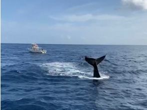 [Departing from Ginowan Marina] Whale watching A large boat that is resistant to shaking. There is also a windbreak, so you can protect yourself from the cold. Experience the power of the largest mammal, whales, from the boat.