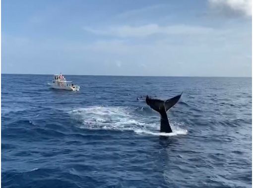 [Departing from Ginowan Marina] Whale watching A large boat that is resistant to shaking. There is also a windbreak, so you can protect yourself from the cold. Experience the power of the largest mammal, whales, from the boat.の画像