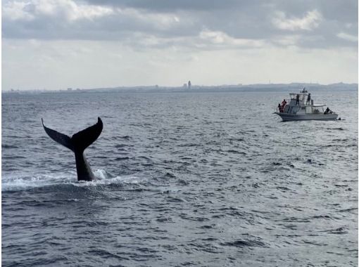 【貸切サロンクルーズ船で行くクジラウォッチング】完全貸し切りの広々空間でクジラを探そうの画像