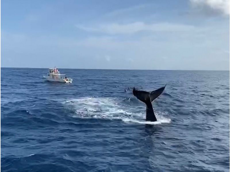 [Departing from Ginowan Marina] Whale watching A large boat that is resistant to shaking. There is also a windbreak, so you can protect yourself from the cold. Experience the power of the largest mammal, whales, from the boat.の紹介画像