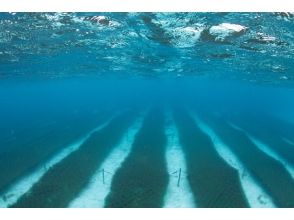 Kumejima Mozuku Snorkelingの画像