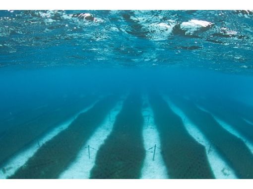 Kumejima Mozuku Snorkelingの画像