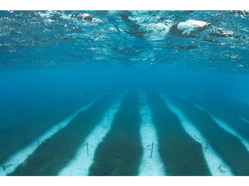 Kumejima Mozuku Snorkelingの紹介画像