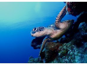 スキューバダイビング今帰仁ブルー