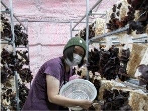 【山梨・忍野】きくらげ収穫体験｜キクラゲ菌床をお土産に自宅で栽培OK◎｜食感がプリップリな生のきくらげをご堪能ください♪