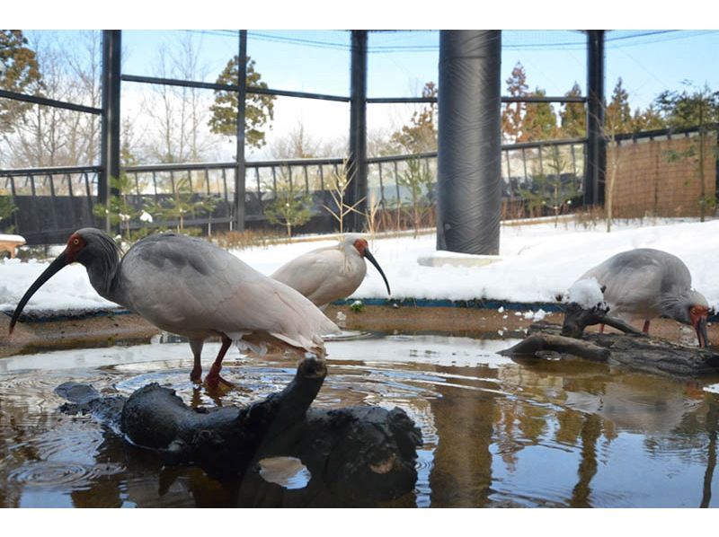 [Niigata/Sado] Impressed by Toki, famous temples, and tarai boats! "Watch the crested ibises, see famous temples, and experience a Tarai boat"の紹介画像