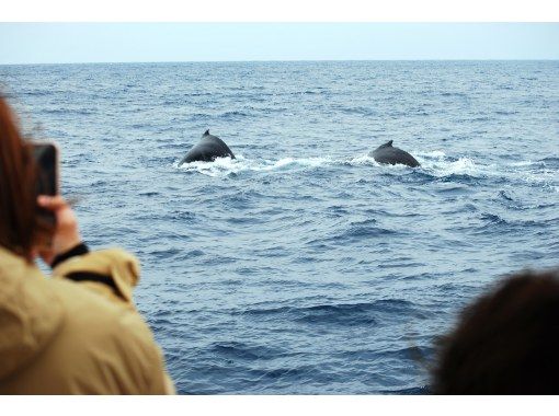 【奄美大島】2階席からクジラを観察できるボートで行く！大迫力の海の大物、ザトウクジラを見に行こう♪＜ホエールウオッチング＞の画像