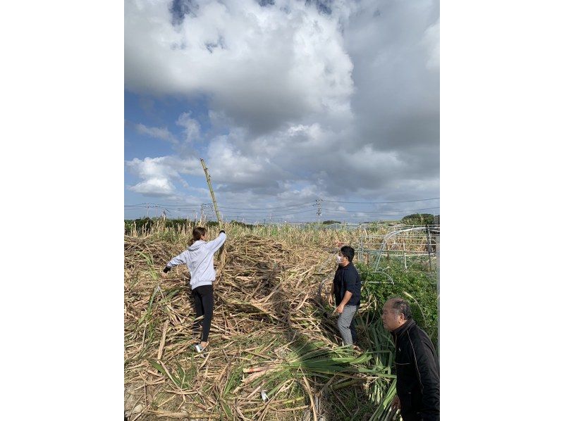 [Okinawa Naha] Sugar cane raw squeezing experience that can be done near Kokusai Street! You can make juice on the spot!の紹介画像