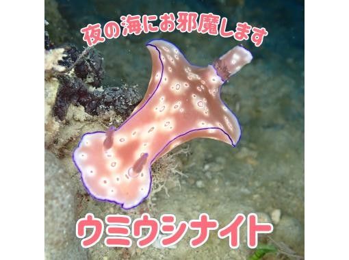【ウミウシナイトダイビング】ビーチ(1ダイブ)/１本約60分のロングダイブ/送迎付き/1名様OK/の画像