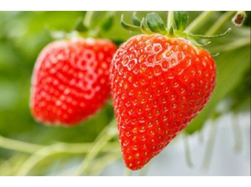 [Niigata/Niigata City] Strawberry picking experience (200g) & Nabeyaki udon making! Handmade sweets arrangement option of freshly picked strawberries ♪の画像