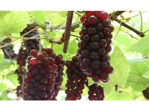[Shimane/Izumo] ☆ All-you-can-eat grapes for 50 minutes ☆ Surprising sweetness pops in your mouth ♪ Recommended for families and women! !の画像