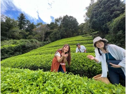 【京都】宇治茶の名産地「和束」で「お茶摘み体験」&日本で唯一「茶蕎麦打ち体験」「茶葉天ぷらを作る体験」セットプラン！初心者も安心のサポート！の画像