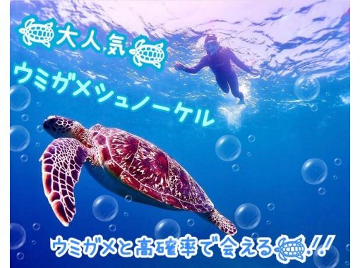 ≪Ishigaki Island PM Limited≫ Early bird discount campaign ¥2,000 cashback for 1 group Sea turtle snorkel photo/video/drink serviceの画像