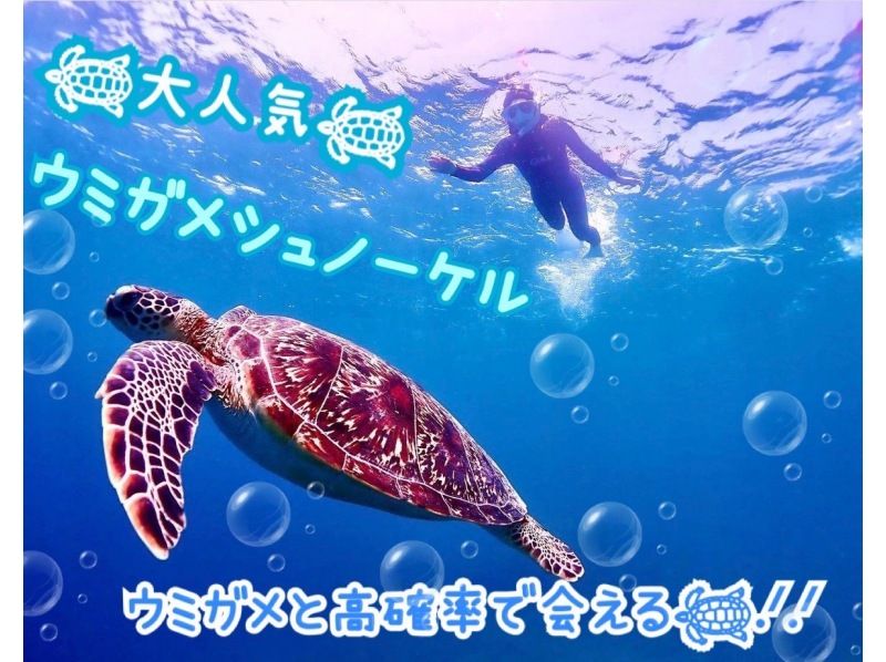 ≪Ishigaki Island PM Limited≫ Early bird discount campaign ¥2,000 cashback for 1 group Sea turtle snorkel photo/video/drink serviceの紹介画像