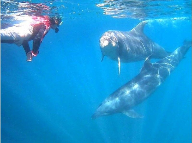 [Shizuoka/ Shimoda] Dolphin snorkel experience swimming with dolphins in a wide cove (participation from junior high school students and above is possible)の紹介画像