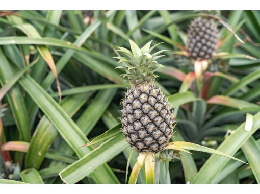 [沖繩石垣島]菠蘿收穫體驗♬讓我們從石垣島收穫和品嚐世界上最好的菠蘿☆（從四月到八月上旬）の画像