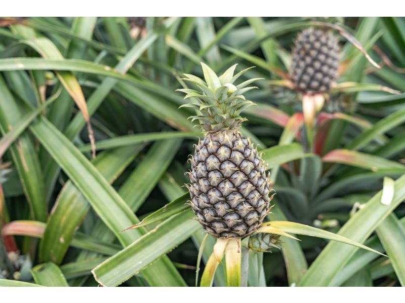 [冲绳石垣岛]菠萝收获体验♬让我们从石垣岛收获和品尝世界上最好的菠萝☆（从四月到八月上旬）の紹介画像