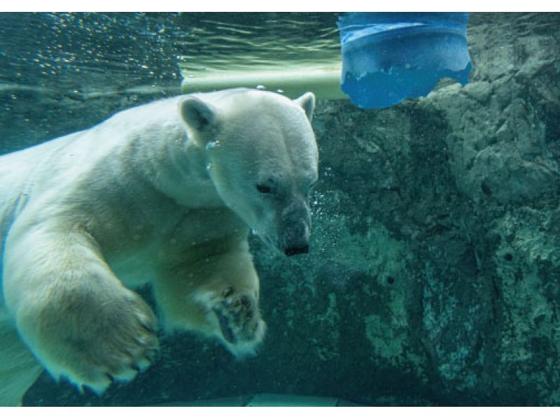 Asahiyama Zoo, a popular spot for family trips