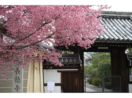 【春の訪れ、濃桜。】早咲きの京都サクラさんぽ♪～早春の京さくら体験～の画像