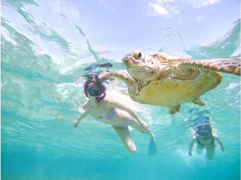 [100% encounter rate continues] Enjoy the Miyako blue! Sea turtle snorkeling {2024 results} ★Beginners/Families welcome★ [Free photos]の紹介画像