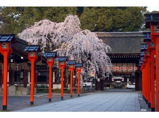 【桜の展覧会】京都さくらビューイングツアー♪〜京都で一番桜に出会える道〜の画像
