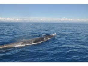 【高知・黒潮】定期便★現役漁師の操縦で地元ガイドも乗船★ニタリクジラやイルカ達に逢いに★事前レクチャーあり★全員クジラのフィギュアプレゼントの画像