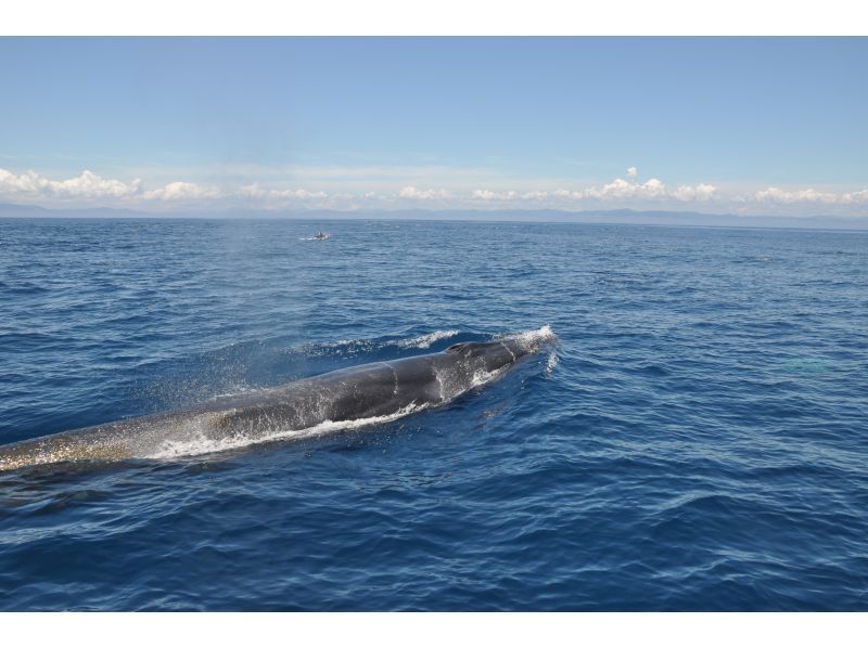 高知・黒潮】定期便☆現役漁師の操縦で地元ガイドも乗船☆ニタリクジラ