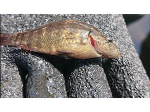 [Tokyo/Chofu] Special Korean fish Oyanirami, afternoon fishing tour in Tama River